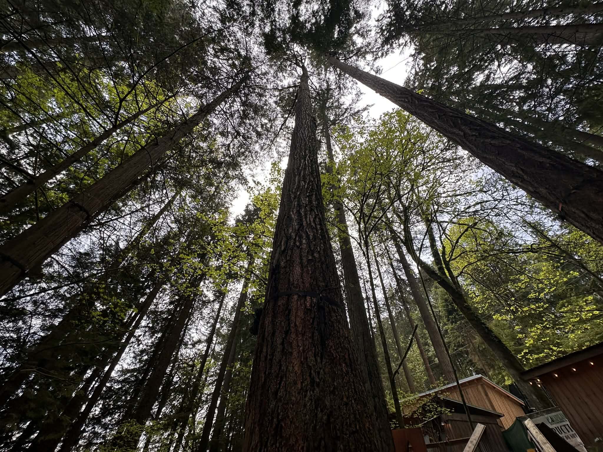 Qué esperar al visitar el Puente Colgante de Capilano