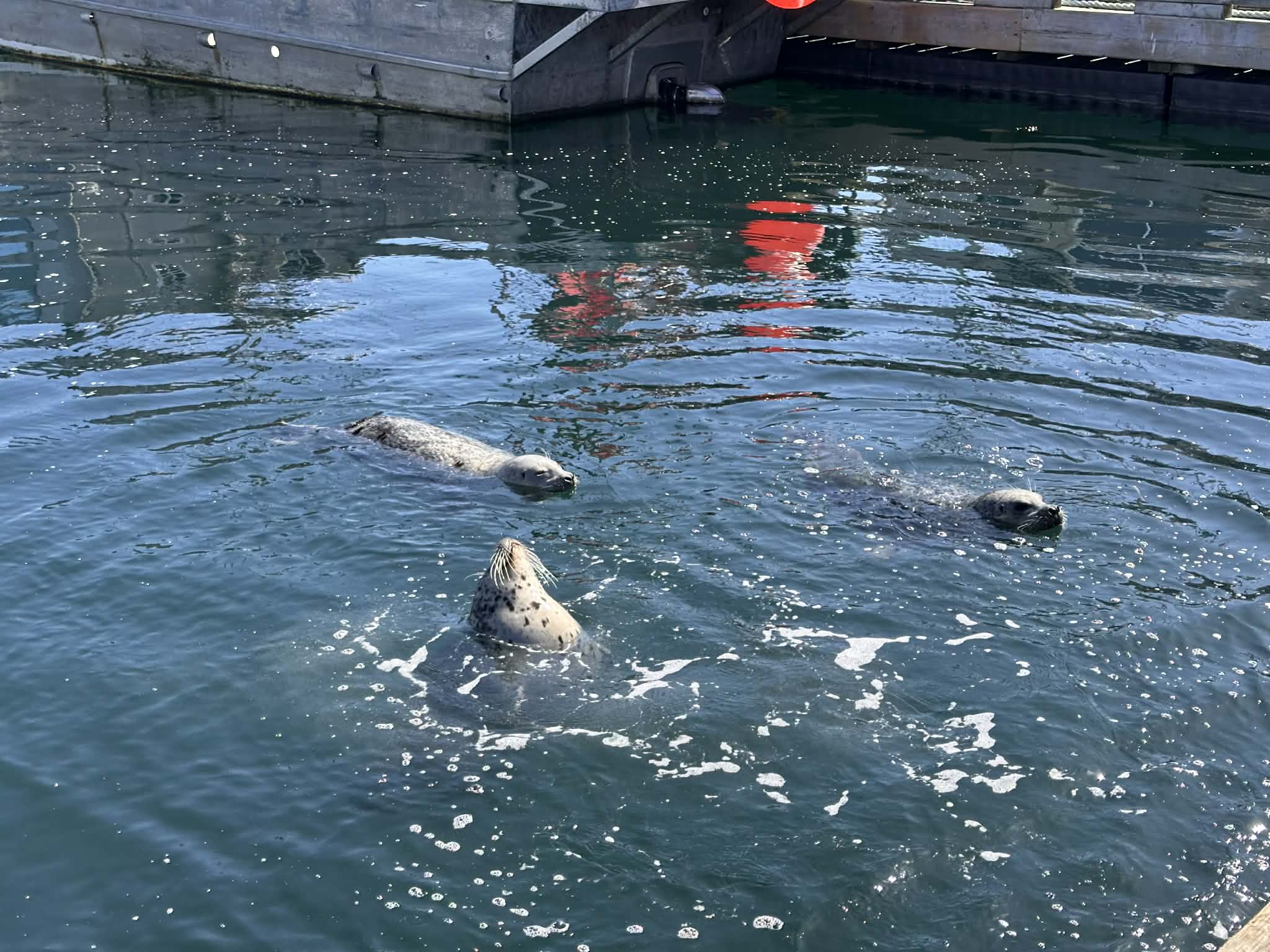 Ver focas cerca de Fisherman’s Wharf - Qué ver en Victoria