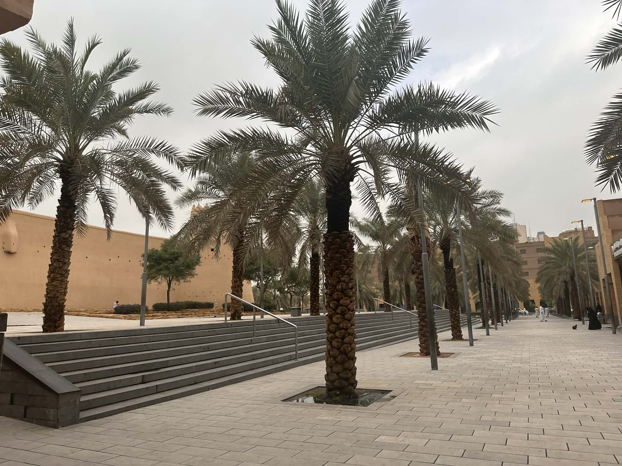 Palmeras en el centro de Riad