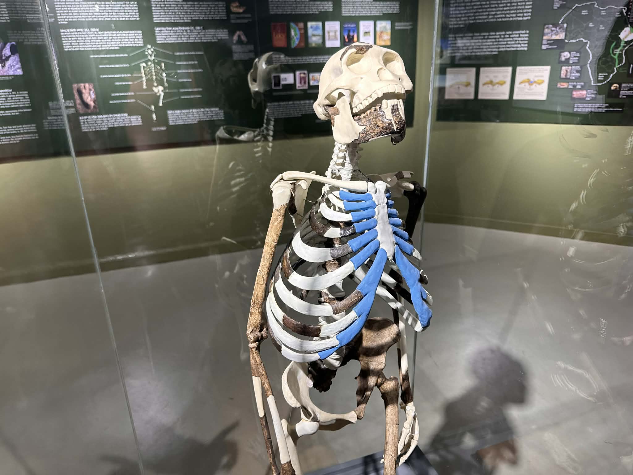 Fósil de Lucy