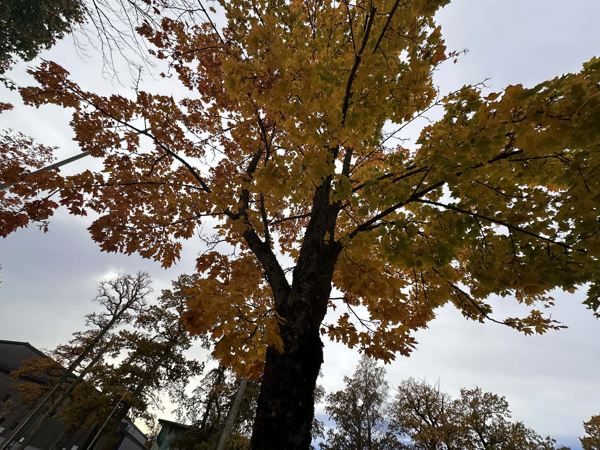Otoño en Horten