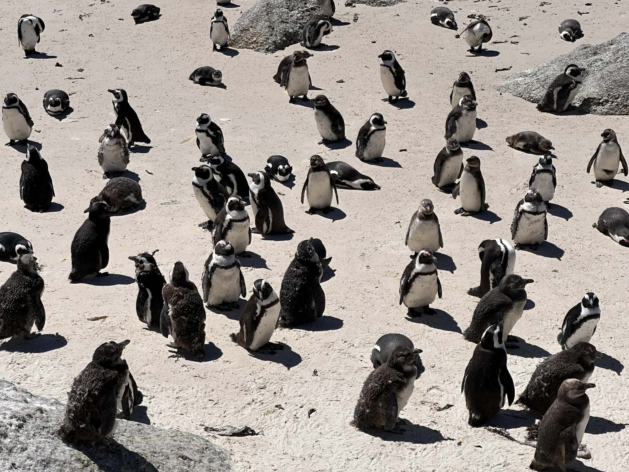 Visitando a los pingüinos africanos en Sudáfrica