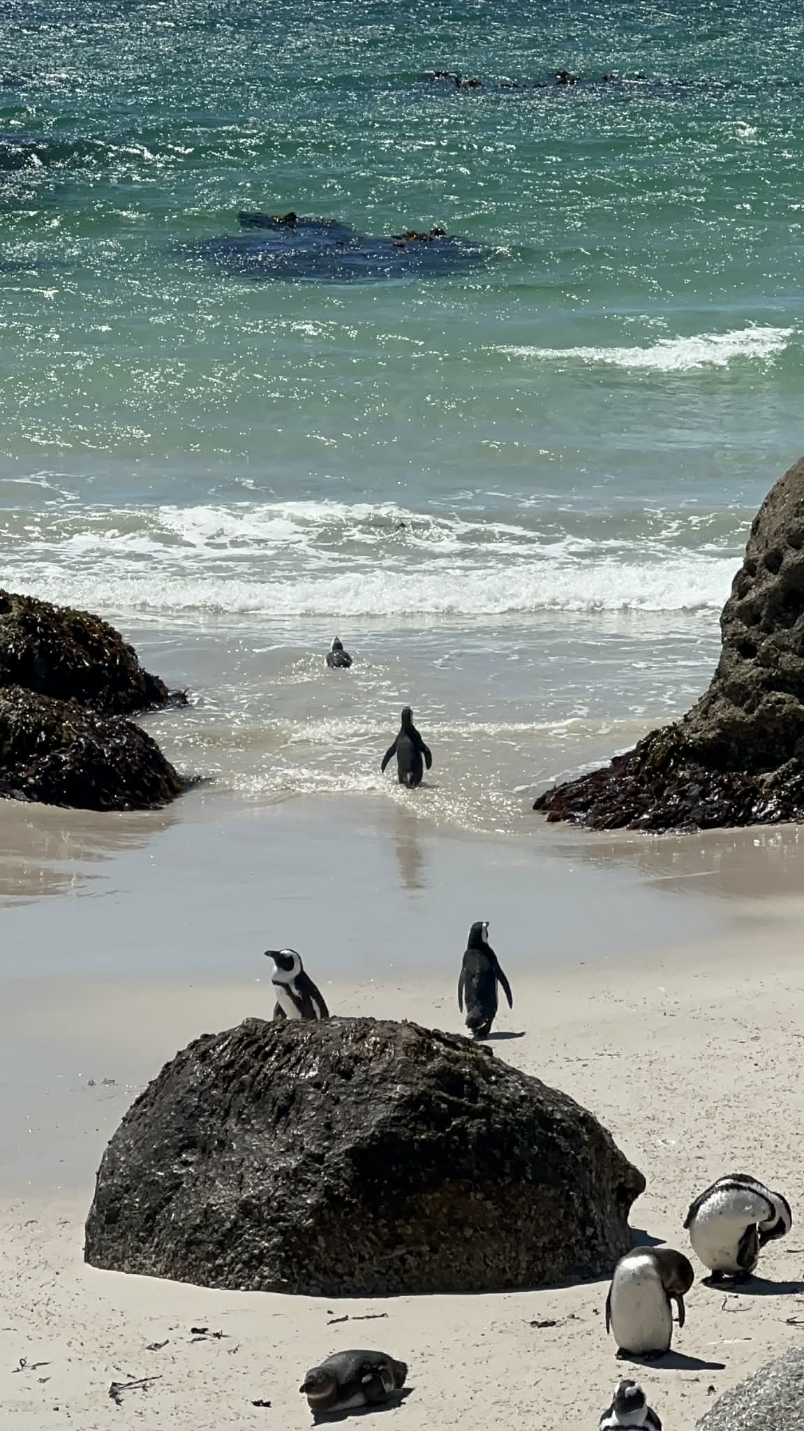 Pingüinos en la playa de Sudáfrica