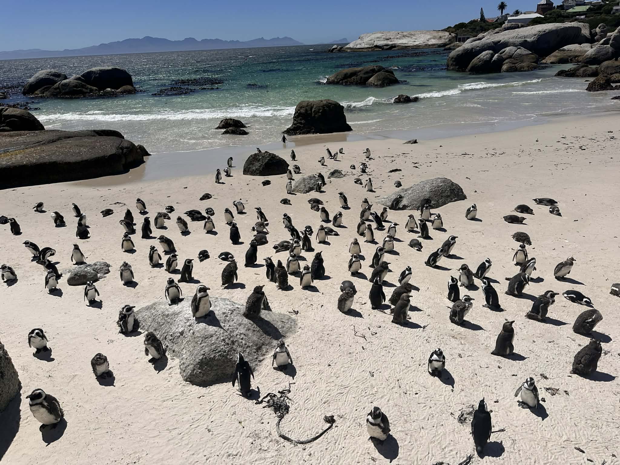 Visitar los Pingüinos en Sudáfrica: Guía Completa para verlos