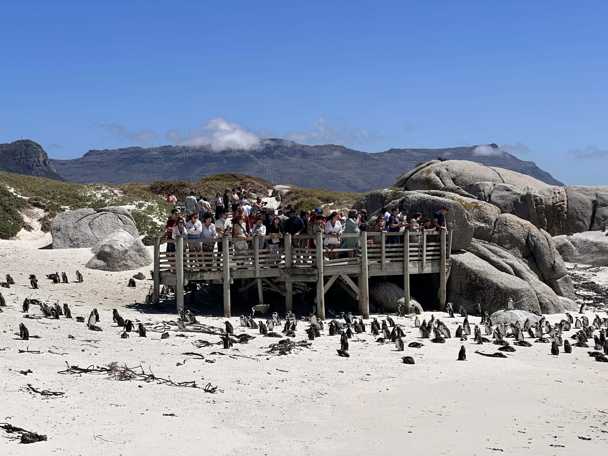 Visitar los Pingüinos en Sudáfrica