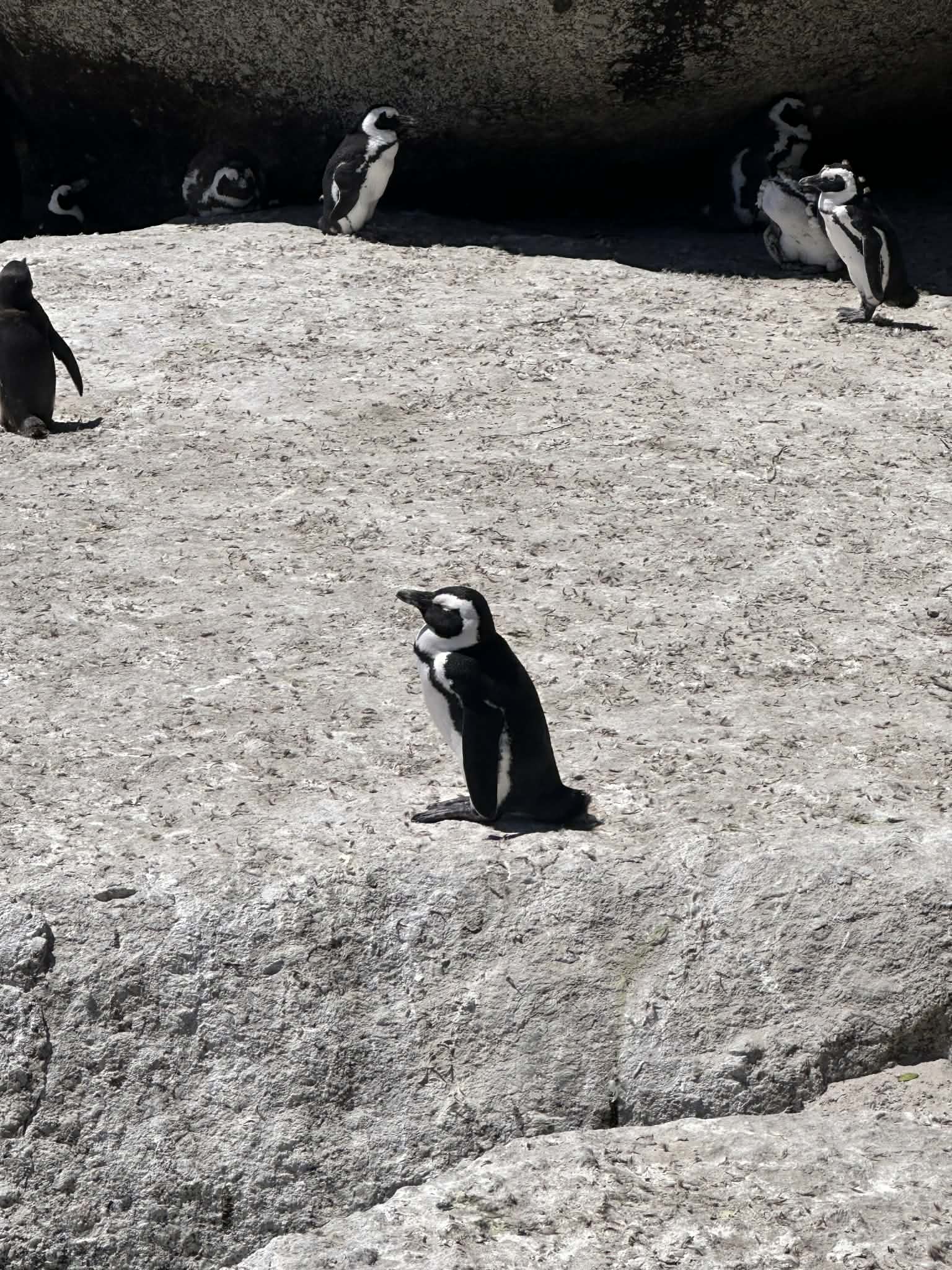 ¿Por qué Boulders Beach es tan especial?