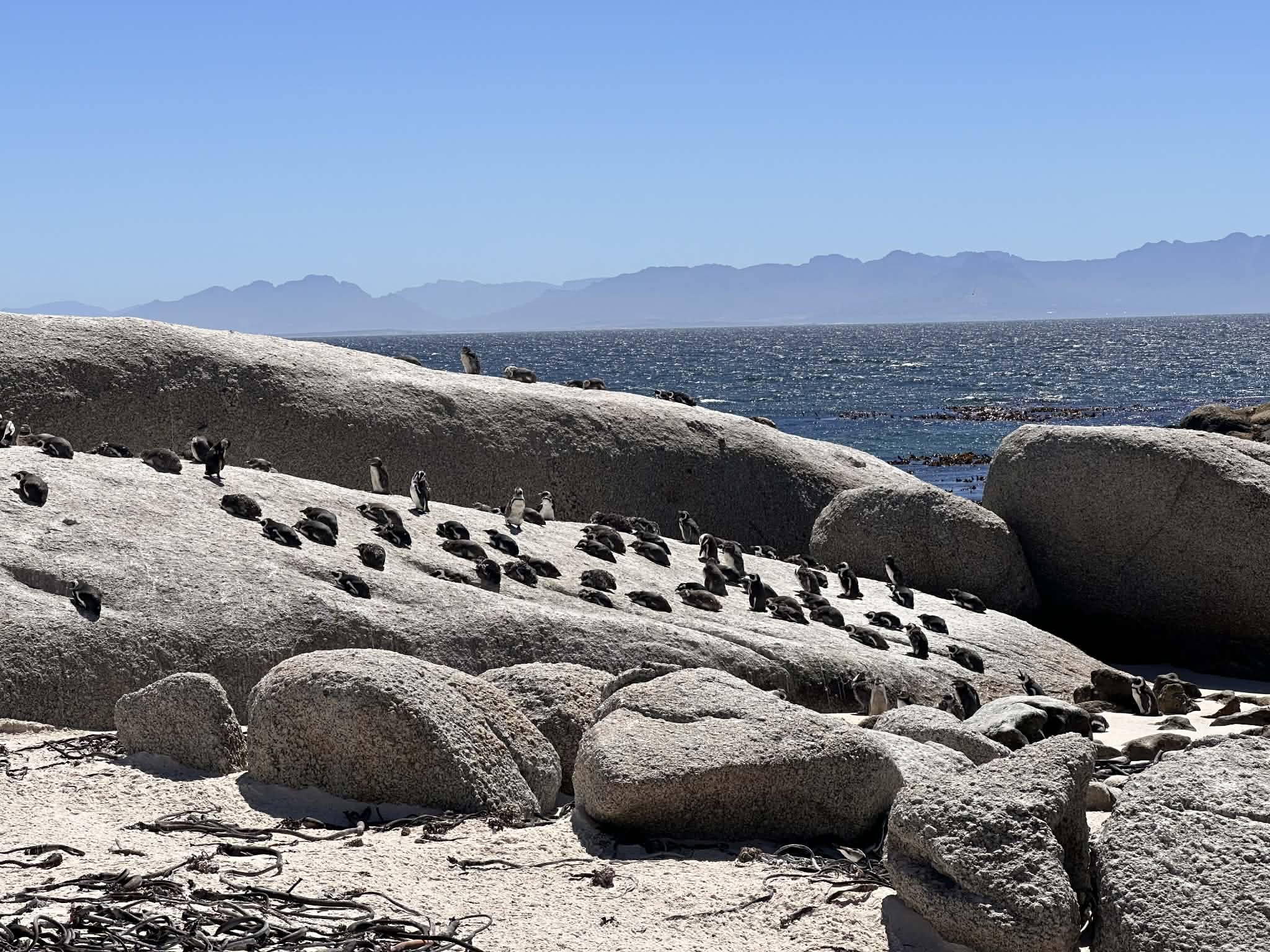Observación de pingüinos