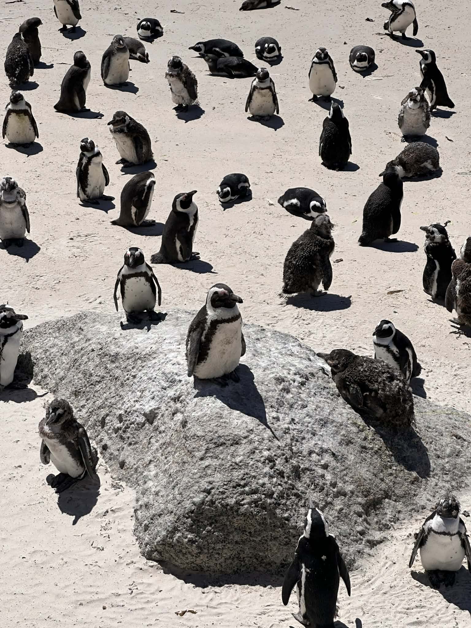 Ver a estos animales en Ciudad del Cabo