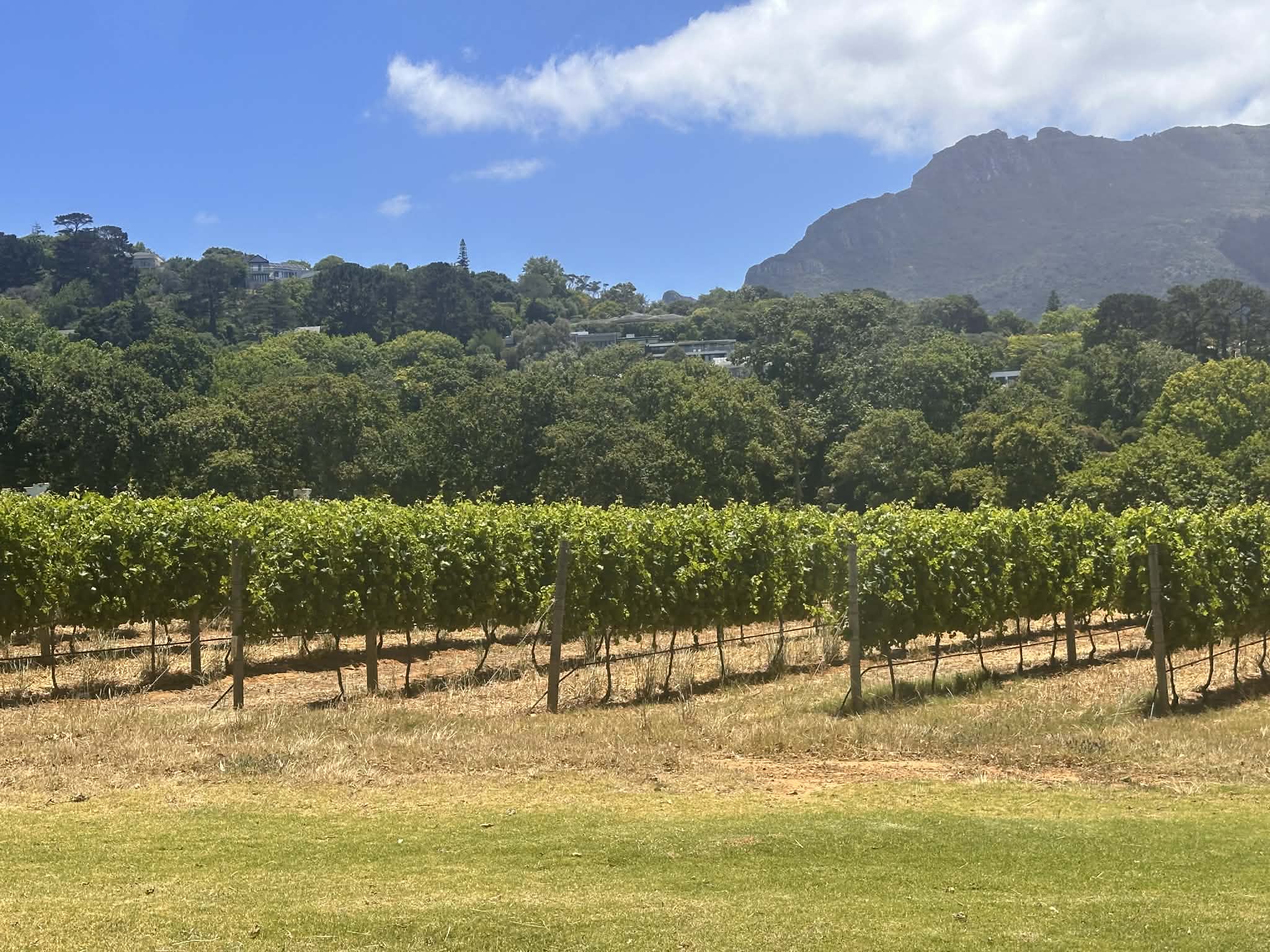 Visitar los viñedos de Ciudad del Cabo en Groot Constantia