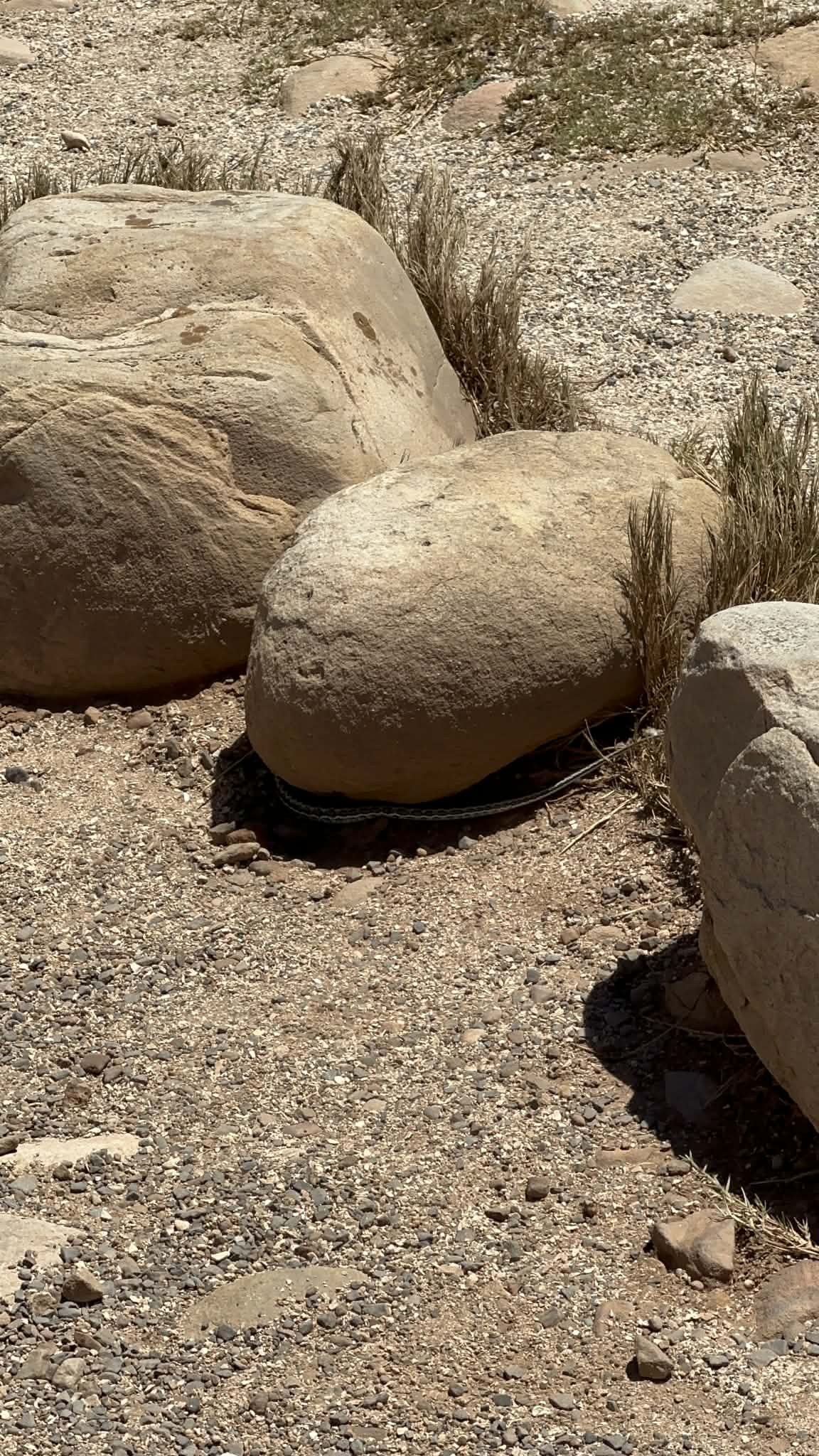 Serpiente en el Cabo de Buena Esperanza